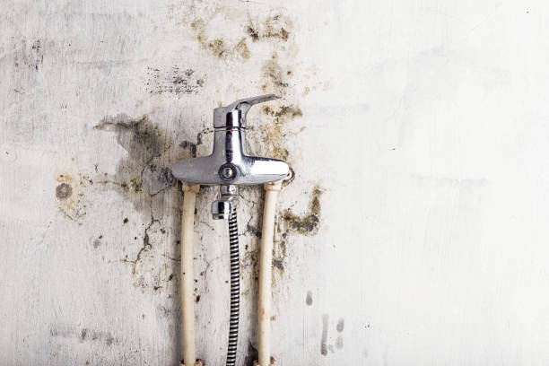 Best Mold Damage Repair  in Katy, TX