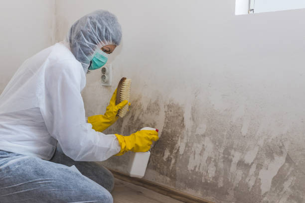 Best Home Mold Removal  in Katy, TX
