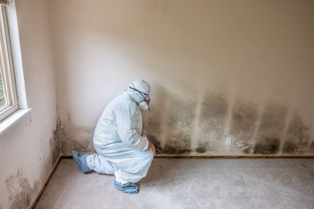 Best Fast Mold Removal  in Katy, TX