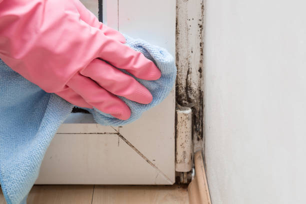 Best Mold Remediation  in Katy, TX