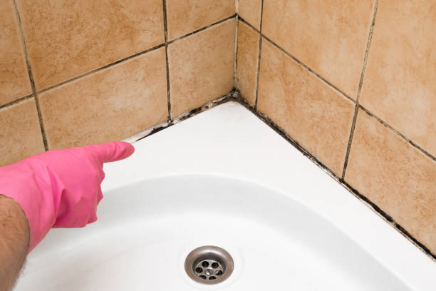 Best Toxic Mold Removal  in Katy, TX